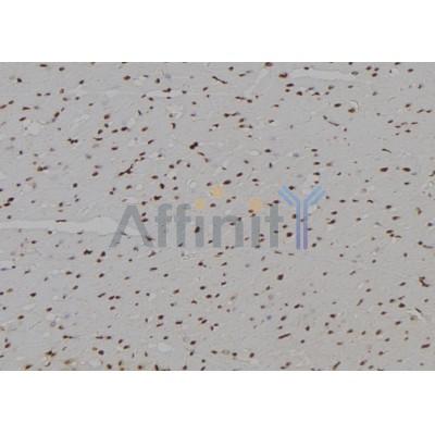Phospho-CUL4A (Ser40) Antibody - AF7038 at 1/100 staining rat heart tissue sections by IHC-P.