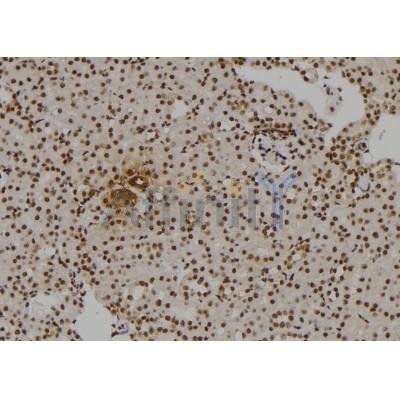 Phospho-CUL4A (Ser40) Antibody - AF7038 at 1/100 staining mouse kidney tissue sections by IHC-P.