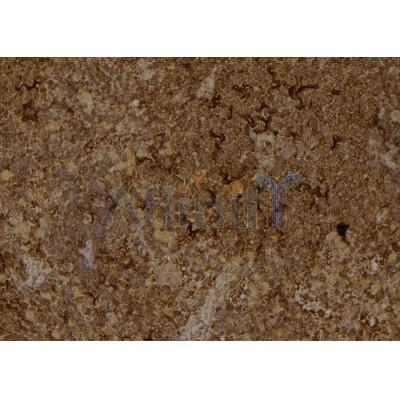 Phospho-IRE1 (Ser724) Antibody - AF7150 at 1/100 staining rat spleen tissue sections by IHC-P.