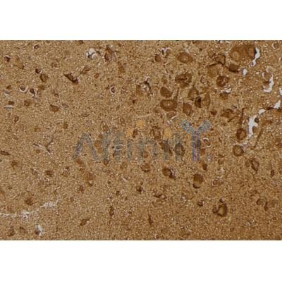 Phospho-IRE1 (Ser724) Antibody - AF7150 at 1/100 staining mouse brain tissue sections by IHC-P.
