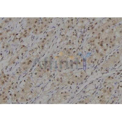 Phospho-PZR (Ser260) Antibody - AF7167 at 1/100 staining human kidney tissue sections by IHC-P.