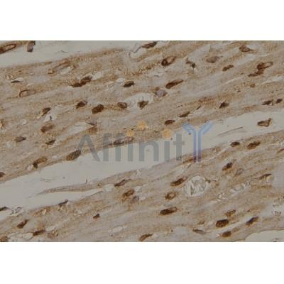 Phospho-LDHA (Tyr10) Antibody - AF7172 at 1/100 staining rat heart tissue sections by IHC-P.