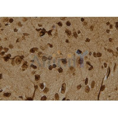 Phospho-LDHA (Tyr10) Antibody - AF7172 at 1/100 staining mouse brain tissue sections by IHC-P.