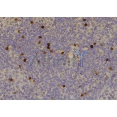 Phospho-CRYAB (Ser19) Antibody - AF7176 at 1/100 staining mouse spleen tissue sections by IHC-P.