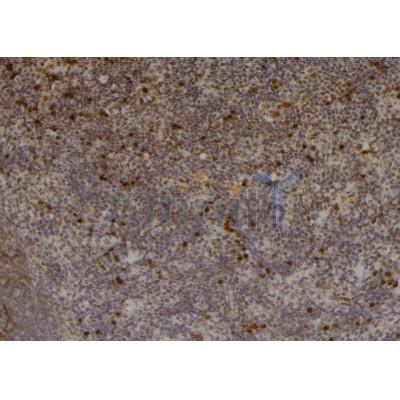 Phospho-PKC beta 1 (Thr642+Thr644) Antibody  - AF7191 at 1/100 staining mouse spleen tissue sections by IHC-P.