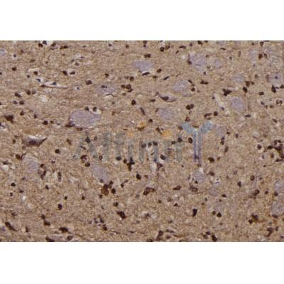 Phospho-EEF2 (Thr57) Antibody - AF7221 at 1/100 staining rat brain tissue sections by IHC-P.