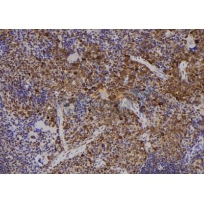 Phospho-EEF2 (Thr57) Antibody - AF7221 at 1/100 staining mouse spleen tissue sections by IHC-P.