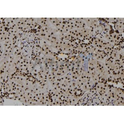 Phospho-PKM2 (Tyr370) Antibody - AF7229 at 1/100 staining rat kidney tissue sections by IHC-P.