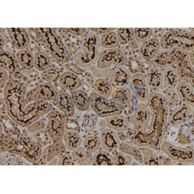 Phospho-MyoD1 (Thr115) Antibody - AF7233 at 1/100 staining rat kidney tissue sections by IHC-P.