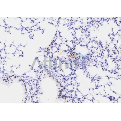 Phospho-GATA2 (Ser192) Antibody - AF7269 at 1/100 staining mouse lung tissue sections by IHC-P.