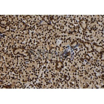 Phospho-BTK (Tyr223/Tyr225) Antibody - AF7354 at 1/100 staining mouse kidney tissue sections by IHC-P.