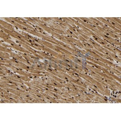 Phospho-BTK (Tyr223/Tyr225) Antibody - AF7354 at 1/100 staining rat heart tissue sections by IHC-P.