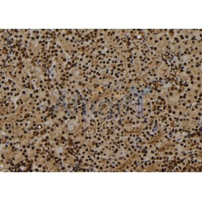 Phospho-FOXM1 (Thr600) Antibody - AF7360 at 1/100 staining mouse kidney tissue sections by IHC-P.