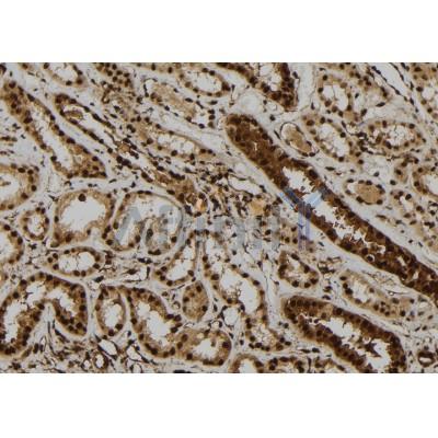 Phospho-4E-BP1 (Thr45) Antibody - AF7376 at 1/100 staining human kidney tissue sections by IHC-P.