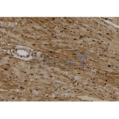 Phospho-4E-BP1 (Thr45) Antibody - AF7376 at 1/100 staining rat heart tissue sections by IHC-P.