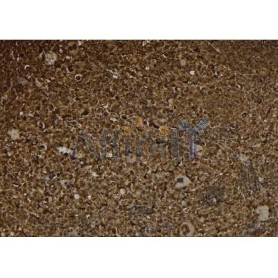 Phospho-TMEM173/STING (Ser366) Antibody - AF7416 at 1/100 staining mouse spleen tissue sections by IHC-P.