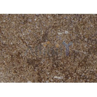 Phospho-ERK8 (Tyr177) Antibody - AF7423 at 1/100 staining mouse spleen tissue sections by IHC-P.