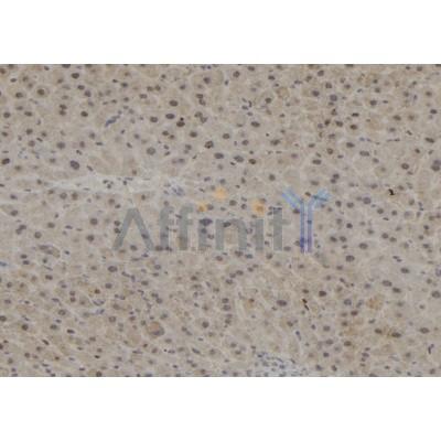 PPP1R15B Antibody - DF12050 at 1/100 staining Mouse liver tissue by IHC-P.