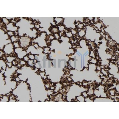 HEPACAM Antibody - DF12075 at 1/100 staining Mouse lung tissue by IHC-P.