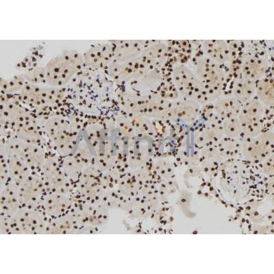 MCM10 Antibody - DF12162 at 1/100 staining Rat kidney tissue by IHC-P.