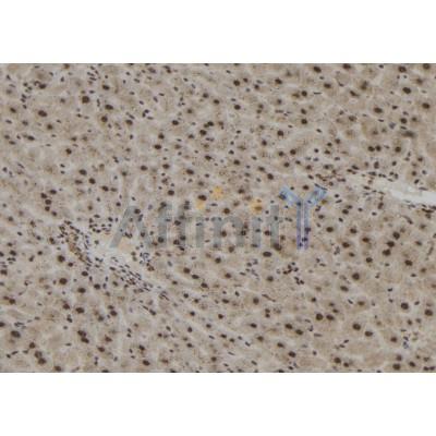 IPO4 Antibody - DF12207 at 1/100 staining Mouse liver tissue by IHC-P.
