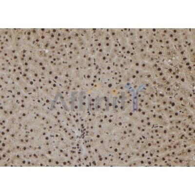 Sur-8 Antibody - DF12234 at 1/100 staining Rat liver tissue by IHC-P.
