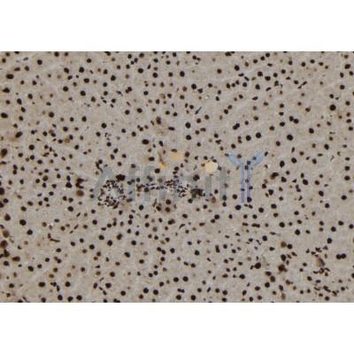 TNP1 Antibody - DF12335 at 1/100 staining Rat liver tissue by IHC-P.