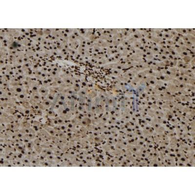 FOXO6 Antibody - DF12401 at 1/100 staining Mouse liver tissue by IHC-P.