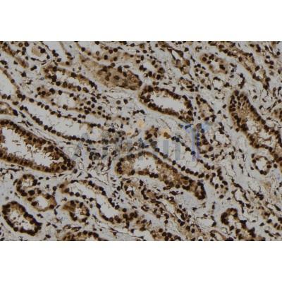 OBFC2A Antibody - DF12433 at 1/100 staining Human kidney tissue by IHC-P.