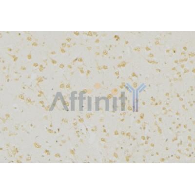 PGP9.5 Antibody - AF0243 at 1/100 staining Mouse brain tissue by IHC-P.