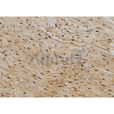 Vimentin Antibody - AF6131 at 1/100 staining Rat heart tissue by IHC-P.