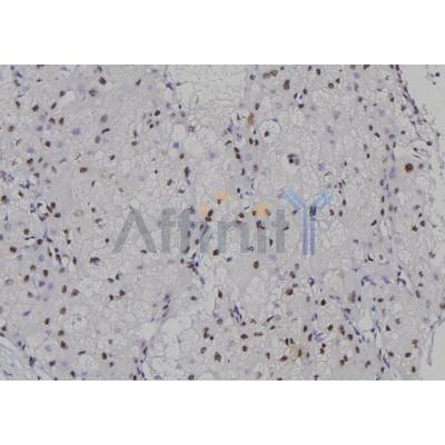 Musculin Antibody - DF3035 at 1/100 staining Human liver tissue by IHC-P.