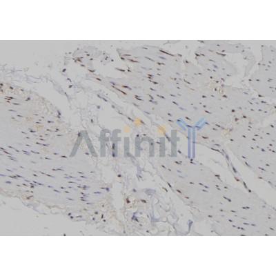 Musculin Antibody - AF0343 at 1/100 staining Human gastric tissue by IHC-P.