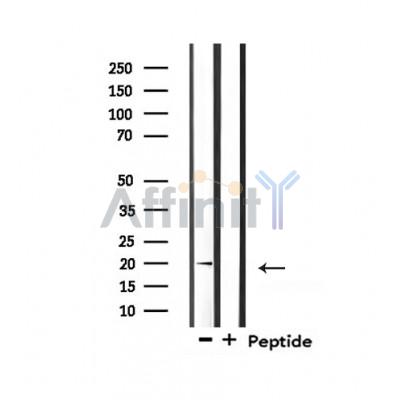 Mammaglobin Antibody - Western blot analysis of extracts from mouse lung, using Mammaglobin Antibody.