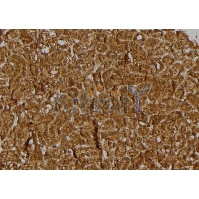 BRWD3 Antibody - DF3859 at 1/100 staining Rat kidney tissue by IHC-P.