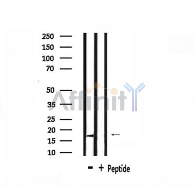 BORG3 Antibody - Western blot analysis of extracts from HepG2, using BORG3 Antibody.