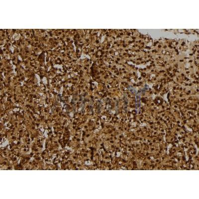 GIDRP88 Antibody - DF4095 at 1/100 staining Rat kidney tissue by IHC-P.