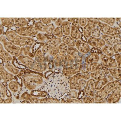 RGS10 Antibody - DF4414 at 1/100 staining Rat kidney tissue by IHC-P.