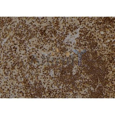 RHG18 Antibody - DF4427 at 1/100 staining Rat spleen tissue by IHC-P.