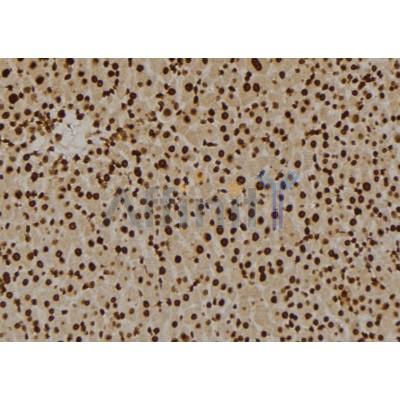 GPR180 Antibody - DF4961 at 1/100 staining Mouse liver tissue by IHC-P.