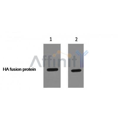 HA-Tag Rabbit pAb - Western blot analysis of HA-Tag Rabbit pAb expression in HA fusion protein
 sample.