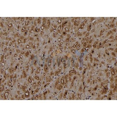 Hsp40 Antibody - AF5363 at 1/100 staining Human heart tissue by IHC-P.