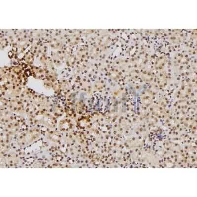 S100B Antibody - DF6116 at 1/100 staining Mouse kidney tissue by IHC-P.