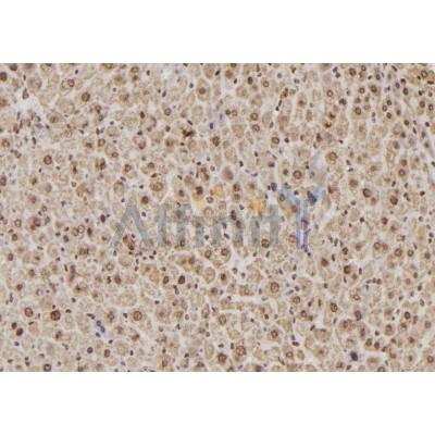 GATA2 Antibody - DF6117 at 1/100 staining Mouse liver tissue by IHC-P.