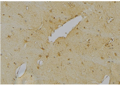 NeuN Antibody - DF6145 at 1/100 staining Mouse brain tissue by IHC-P.