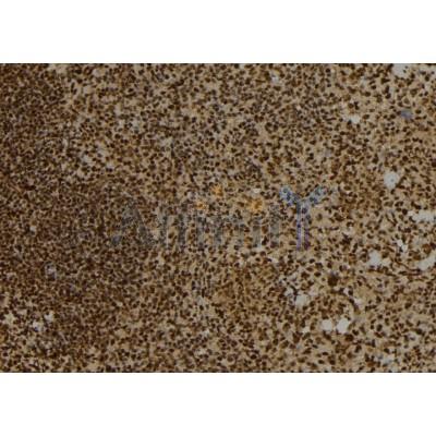DTNBP1 Antibody - DF6517 at 1/100 staining Mouse spleen tissue by IHC-P.