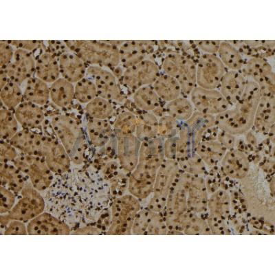 MAD2L1 Antibody - DF6562 at 1/100 staining Rat kidney tissue by IHC-P.