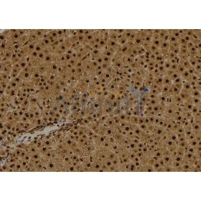 IL16 Antibody - DF6600 at 1/100 staining Rat liver tissue by IHC-P.