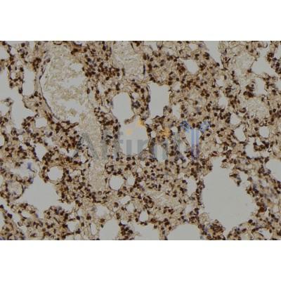COPS5 Antibody - DF6602 at 1/100 staining Rat lung tissue by IHC-P.