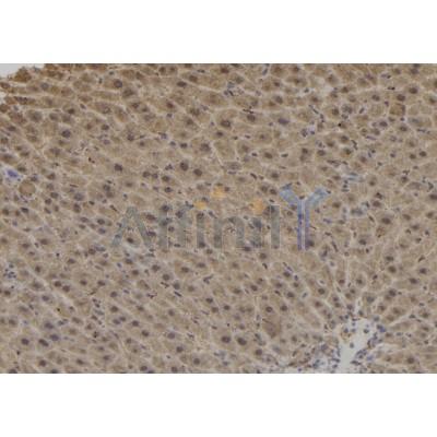 DCTN1 Antibody - DF6615 at 1/100 staining Mouse liver tissue by IHC-P.